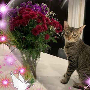 Meet your Posher, Atifa